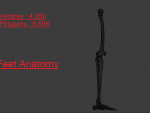 SKELETON 3D MODELS - AR - VR - GAME READY 3D Model
