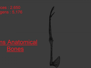 SKELETON 3D MODELS - AR - VR - GAME READY 3D Model