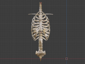 SKELETON 3D MODELS - AR - VR - GAME READY 3D Model