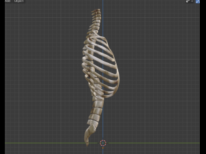 SKELETON 3D MODELS - AR - VR - GAME READY 3D Model