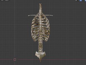 SKELETON 3D MODELS - AR - VR - GAME READY 3D Model