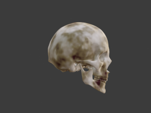 SKELETON 3D MODELS - AR - VR - GAME READY 3D Model