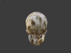 SKELETON 3D MODELS - AR - VR - GAME READY 3D Model