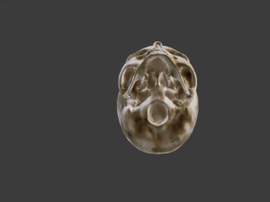 SKELETON 3D MODELS - AR - VR - GAME READY 3D Model