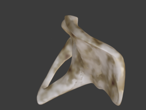 SKELETON 3D MODELS - AR - VR - GAME READY 3D Model