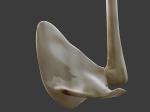 SKELETON 3D MODELS - AR - VR - GAME READY 3D Model