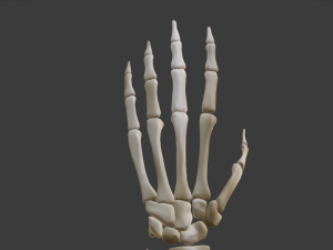SKELETON 3D MODELS - AR - VR - GAME READY 3D Model