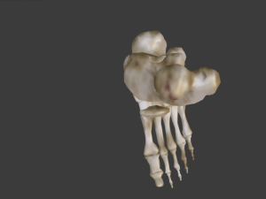 SKELETON 3D MODELS - AR - VR - GAME READY 3D Model