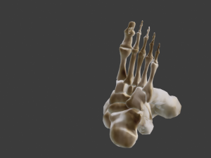 SKELETON 3D MODELS - AR - VR - GAME READY 3D Model