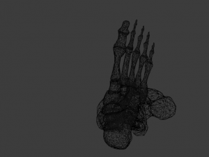 SKELETON 3D MODELS - AR - VR - GAME READY 3D Model