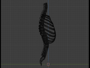 SKELETON 3D MODELS - AR - VR - GAME READY 3D Model