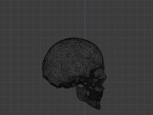 SKELETON 3D MODELS - AR - VR - GAME READY 3D Model