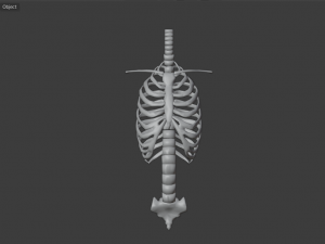 SKELETON 3D MODELS - AR - VR - GAME READY 3D Model
