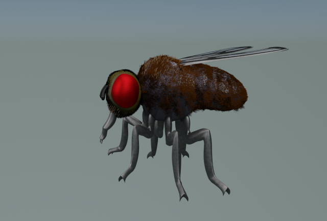 fly 3Dモデル .c4d .max .obj .3ds .fbx .stl .blend 