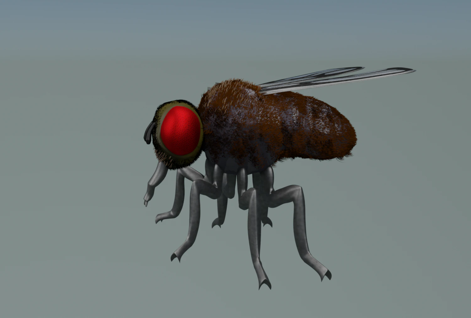 fly 3D Model .c4d .max .obj .3ds .fbx .stl .blend 