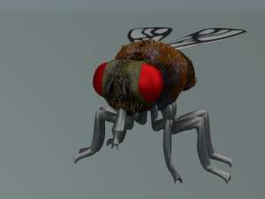 fly 3Dモデル