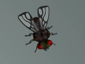 fly 3D Model