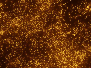 particles 2 Modello 3D