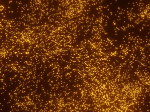 particles 2 3D Model