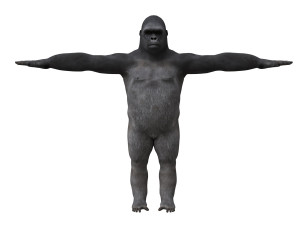 gorila 3d 3D मॉडल