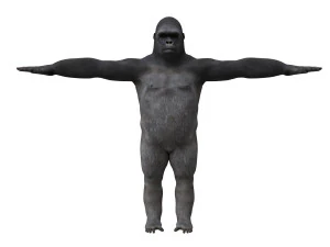 gorila 3d 3D Model
