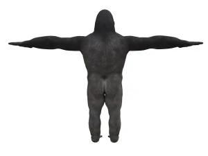 gorila 3d 3D Model