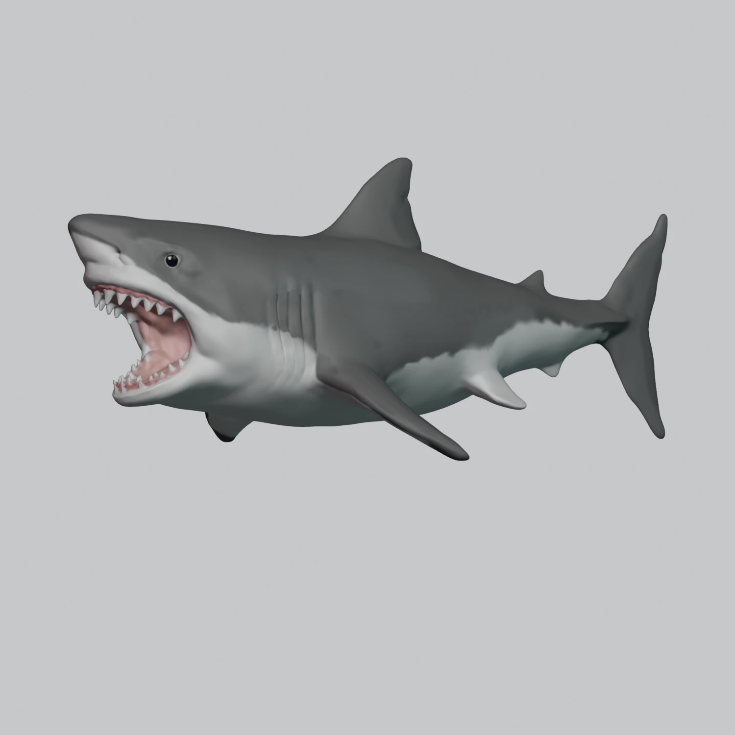 great white shark 3D Print Model .c4d .max .obj .3ds .fbx .stl .blend 