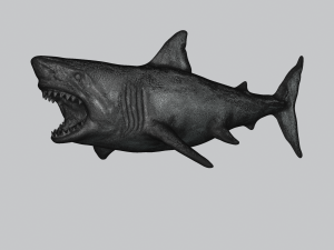 great white shark 3D Принт Модель
