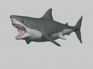 great white shark 3D Print Model