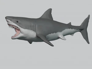 great white shark 3D Print Model