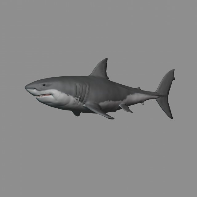 2 in 1 great white shark 3D Print Model .c4d .max .obj .3ds .fbx .stl .blend