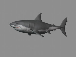 2 in 1 great white shark 3D Print Model