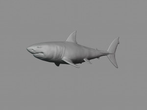 2 in 1 great white shark 3D Print Model