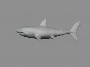 2 in 1 great white shark 3D Print Model