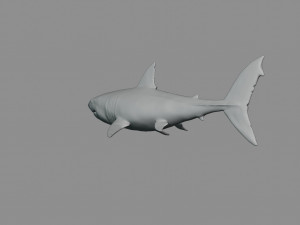 2 in 1 great white shark 3D Print Model
