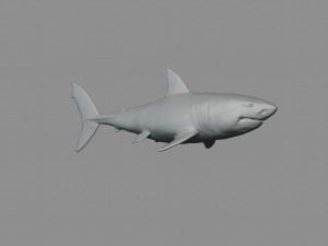 2 in 1 great white shark 3D Print Model