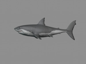 2 in 1 great white shark 3D Print Model