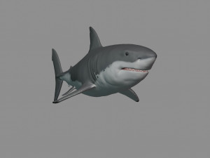 2 in 1 great white shark 3D Print Model