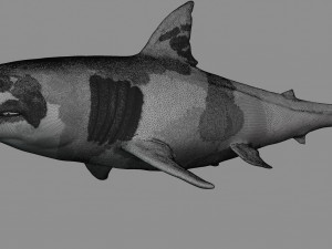 2 in 1 great white shark 3D Print Model