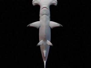 hammerhead shark 3d print Model Cetak 3D