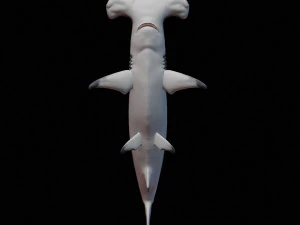 hammerhead shark 3d print 3D Print Model