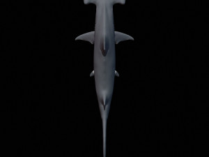 hammerhead shark 3d print Model Cetak 3D
