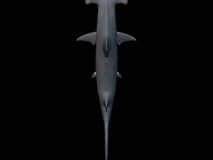 hammerhead shark 3d print 3D Print Model