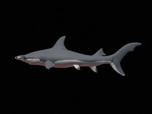 hammerhead shark 3d print Model Cetak 3D