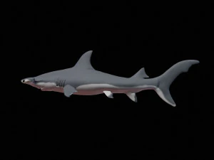 hammerhead shark 3d print 3D Print Model