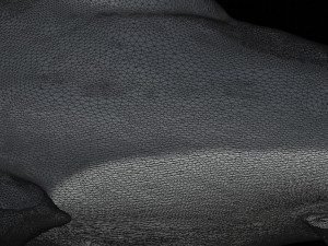 hammerhead shark 3d print Model Cetak 3D