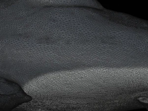 hammerhead shark 3d print 3D Print Model