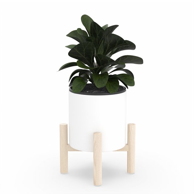 ficus lyrata in ceramic pot Model 3D .c4d .max .obj .3ds .fbx .stl .blend 