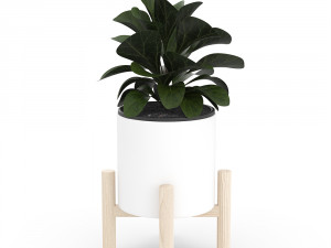 ficus lyrata in ceramic pot 3D 모델