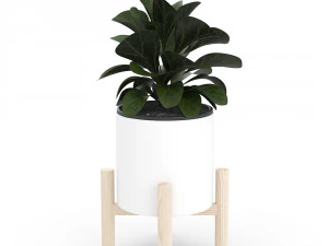 ficus lyrata en vasija de cer&aacute;mica Modelo 3D